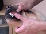 犬の歯茎を押す毛細血管再充満時間テスト