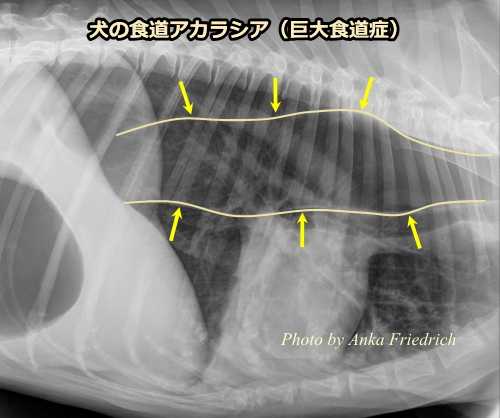 犬の食道アカラシア(巨大食道症)