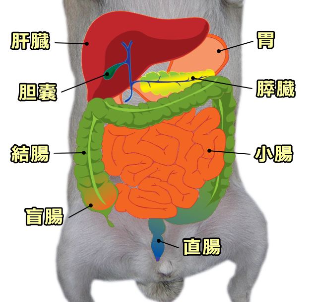犬の大腸の解剖図～盲腸・結腸・直腸