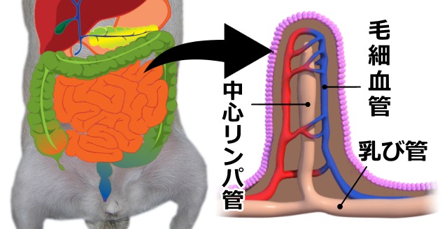 犬の小腸と微絨毛の模式図～中心リンパ管から乳び管へ連なるところ