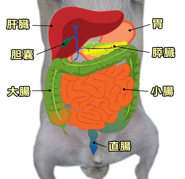 犬の消化器系模式図