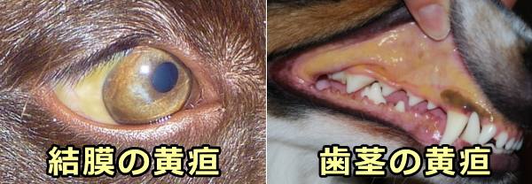 犬の眼球結膜と歯茎に出現した黄疸の外観