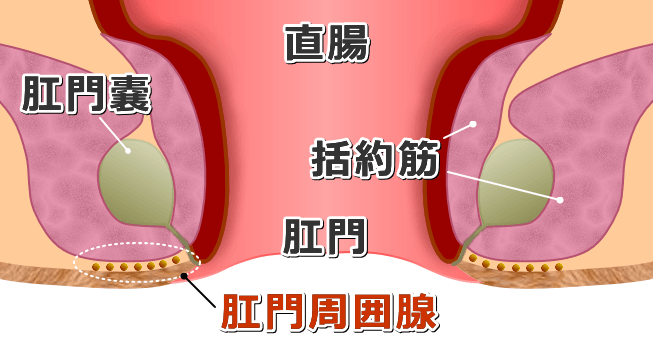 犬の肛門周辺の解剖模式図～括約筋・肛門嚢・肛門周囲腺