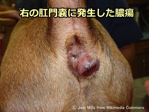 犬の肛門嚢炎 症状 原因から治療 予防法まで 子犬のへや