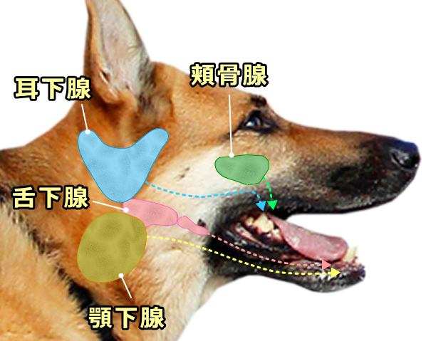 犬の唾液腺の模式図～耳下腺・顎下腺・舌下腺・頬骨腺