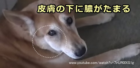 歯槽骨に穴が開いて膿が漏れ出し、眼窩下の皮膚が盛り上がった犬