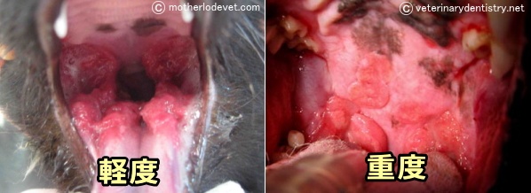 犬の潰瘍性口内炎～口蓋舌弓から頬粘膜にかけて潰瘍が見られる