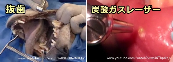 犬の潰瘍性口内炎の治療～抜歯と炭酸ガスレーザー