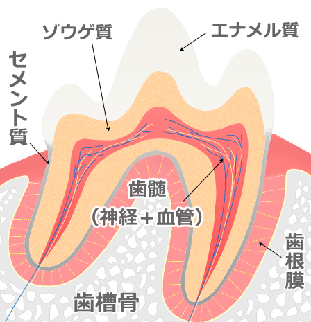 犬の歯の断面図