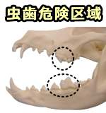 犬の虫歯が発生しやすいのは第四前臼歯と第一・第二後臼歯