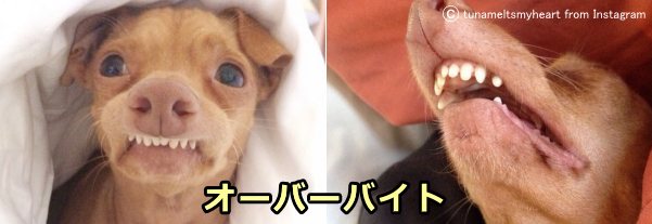 犬の不正咬合 歯列異常 症状 原因から治療 予防法まで歯 口の病気を知る 子犬のへや