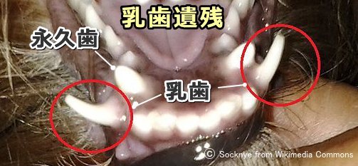 犬の乳歯遺残～萌出しはじめの永久歯と、残存している乳歯が共存している