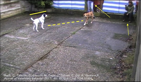 犬のカーミングシグナルを観察するため、5メートル四方の実験エリアが設営された
