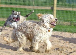 「犬が背中を見せる」・設問写真