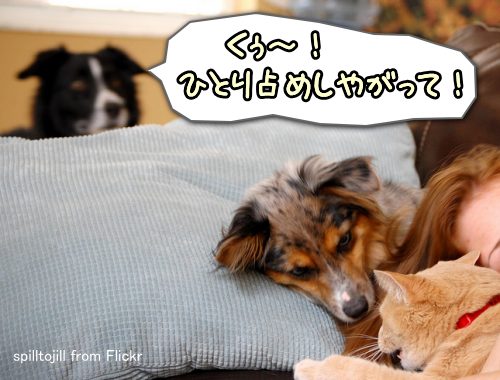 犬が飼い主の前に割り込んでくるのは、嫉妬心が原因という可能性も有る