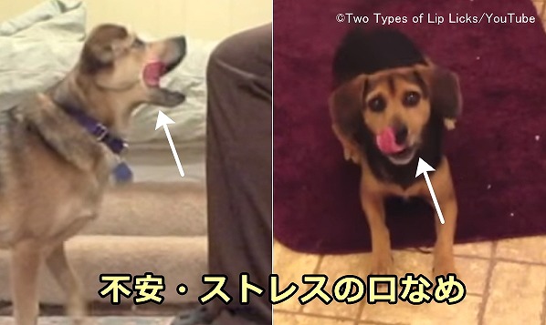 犬のカーミングシグナル 口元や鼻先をなめるときの意味を写真と動画で徹底解説 子犬のへや