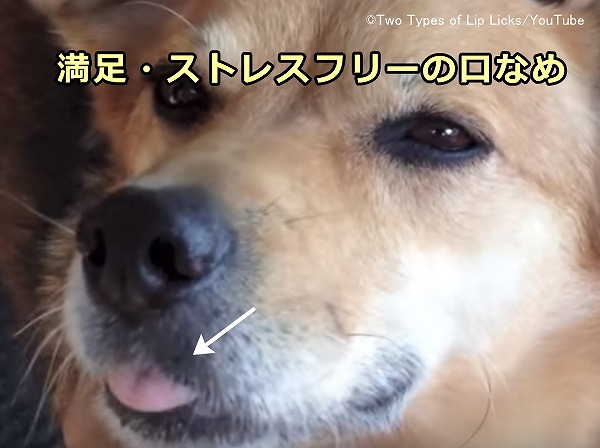 犬の舌出し（lip licking）～満足・ストレスフリーな状況で出るパターン