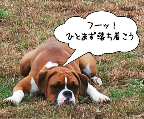 「犬が座る・伏せる」・解答と解説