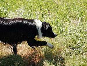 「犬が前足を空中に浮かせる」・設問写真