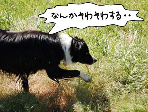 「犬が前足を空中に浮かせる」・解答と解説