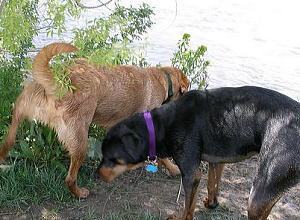 「犬がおしっこをする」・設問写真