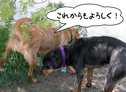 「犬がおしっこをする」・解答と解説