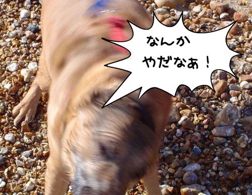 「犬が頭を振る」・解答と解説