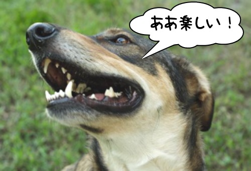 「犬が笑顔を見せる」・解答と解説