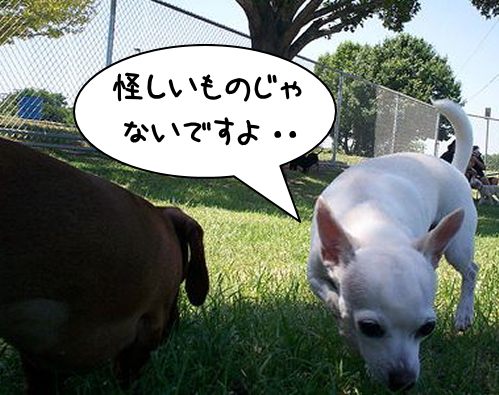 「犬が顔や目線をそらす」・解答と解説