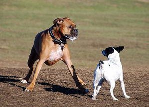 「犬が円を描きながら近づく」・設問写真