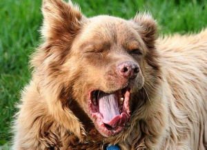 「犬があくびをする」・設問写真