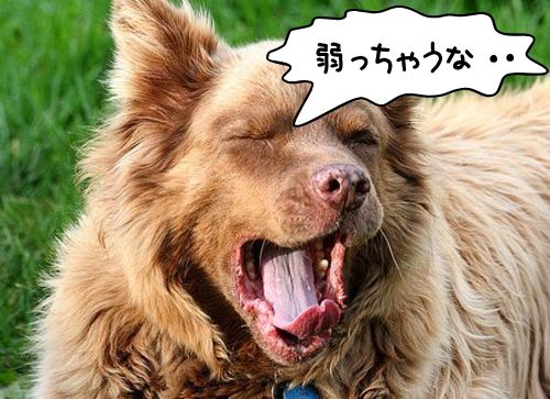 「犬があくびをする」・解答と解説