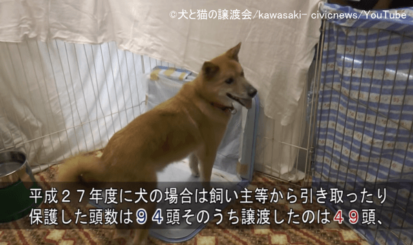 犬の購入・入手方法～保健所や動物保護団体から譲り受ける場合