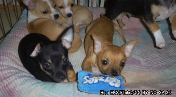 不健康な子犬では下肢のアライメントが崩れ足元がふらつく