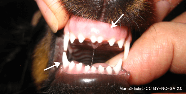 不健康な子犬では舌や歯茎に炎症が起こっている