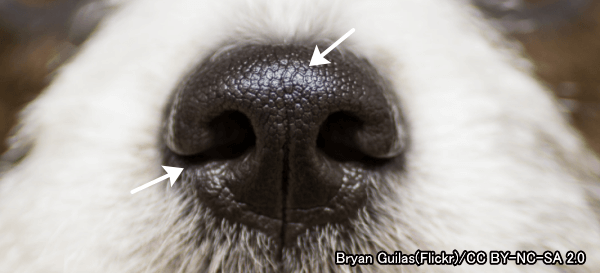 不健康な子犬では鼻水や鼻クソが見られる