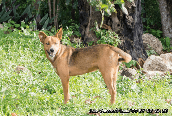 犬の購入・入手方法～野良犬を迎え入れる場合