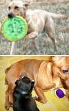 犬を選ぶときオス犬かメス犬かという観点で考えて見ましょう。