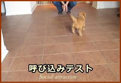 呼び込みテスト（Social attraction）の具体的なやり方