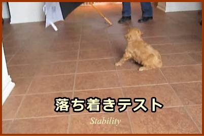 落ち着きテスト（Stability）の具体的なやり方