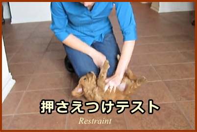 押さえつけテスト（Restraint）の具体的なやり方