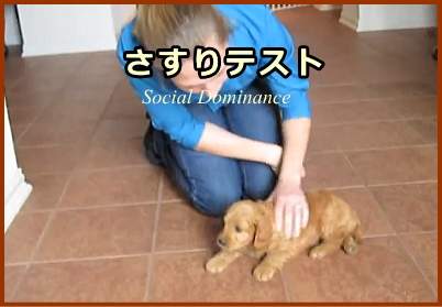 さすりテスト（Social Dominance）の具体的なやり方