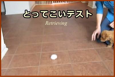 とってこいテスト（Retrieving）の具体的なやり方