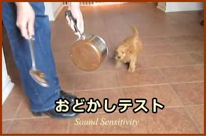 おどかしテスト（Sound Sensitivity）の具体的なやり方