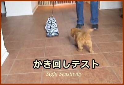 かき回しテスト（Sight Sensitivity）の具体的なやり方