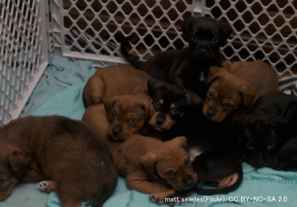 犬の購入・入手方法～知人から譲り受ける場合