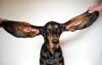 生きている中で最も耳が長い犬