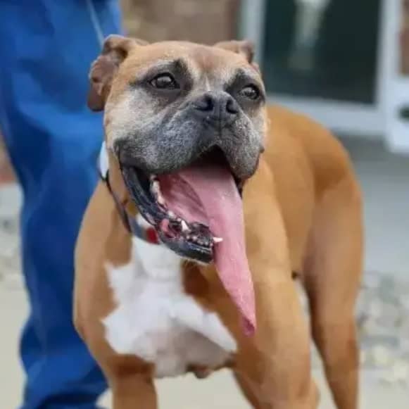 生きている中で最も長い舌をもつ犬・ロッキー（Rocky）