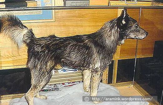 血清輸送犬ぞりリレーの影のヒーローと称されるトーゴ（Togo）