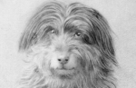 鉄道犬ボブの写真（1892）